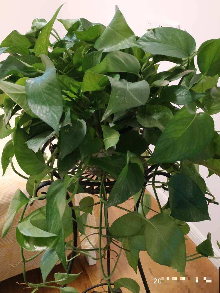 夏天养花温度高，选盆绿萝来帮忙，不管就能长很好！