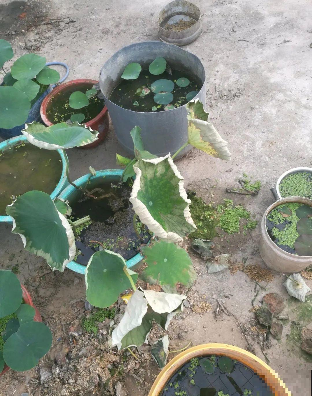 夏天花卉叶子哗哗掉,赶紧遮阴,不然掉成光杆司令 夏天花卉叶子哗哗掉,赶紧遮阴,不然掉成光杆司令