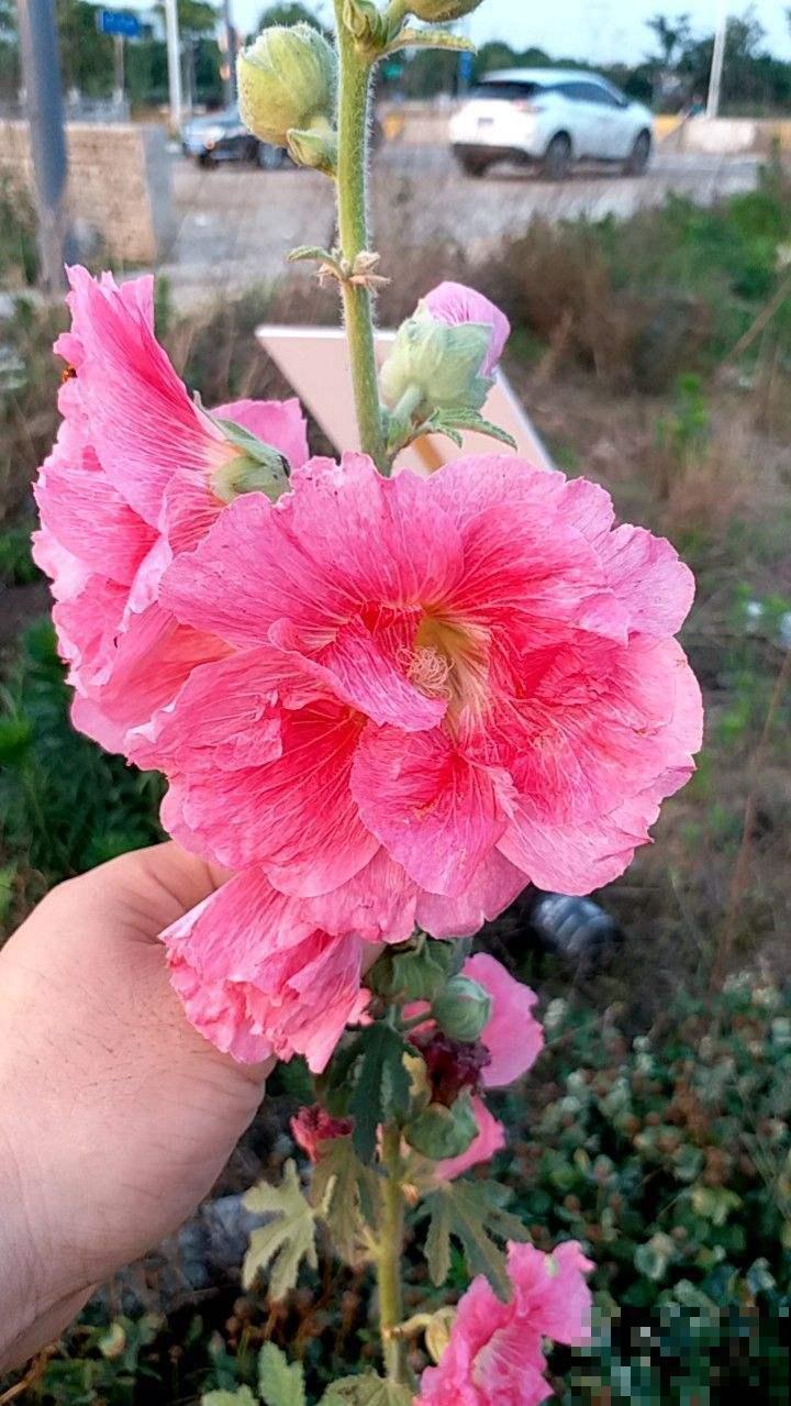 蜀葵就是锦葵吗？两种花差别很大，种错了都怪你自己！