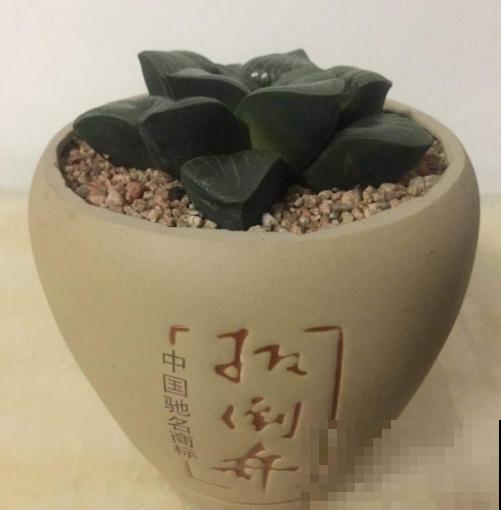 垃圾桶里捡酒瓶，种上多肉，高雅有气质！