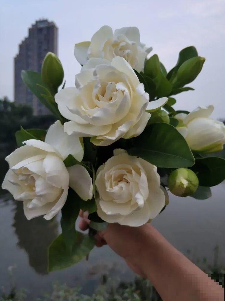 18种难养的花，把握一个点，就能起死回生！