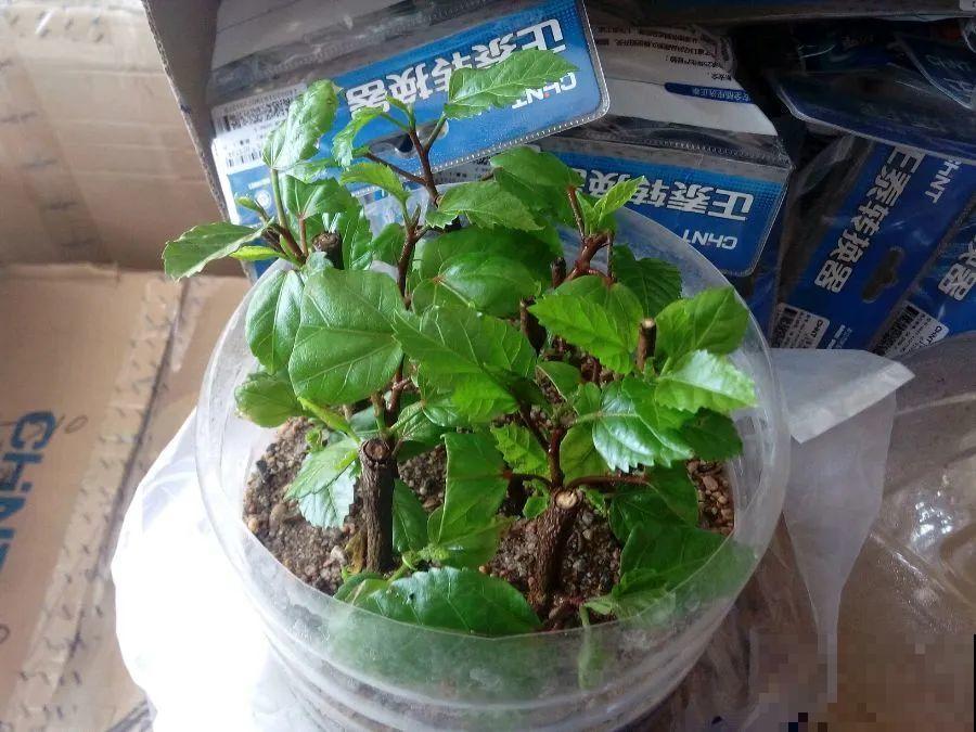 10种花，趁着天热赶紧扦插，成活率特别高