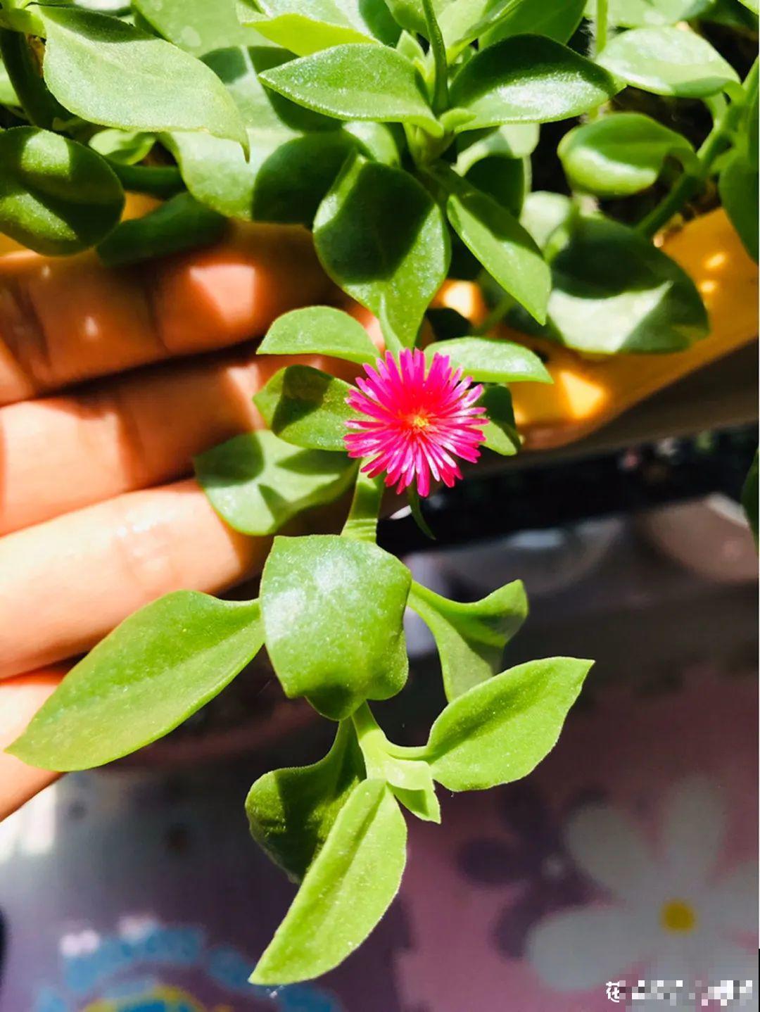 8种花夏天必须养,掐一把炒菜特别香,清热去火不中暑! 8种花夏天必须养,掐一把炒菜特别香,清热去火不中暑!