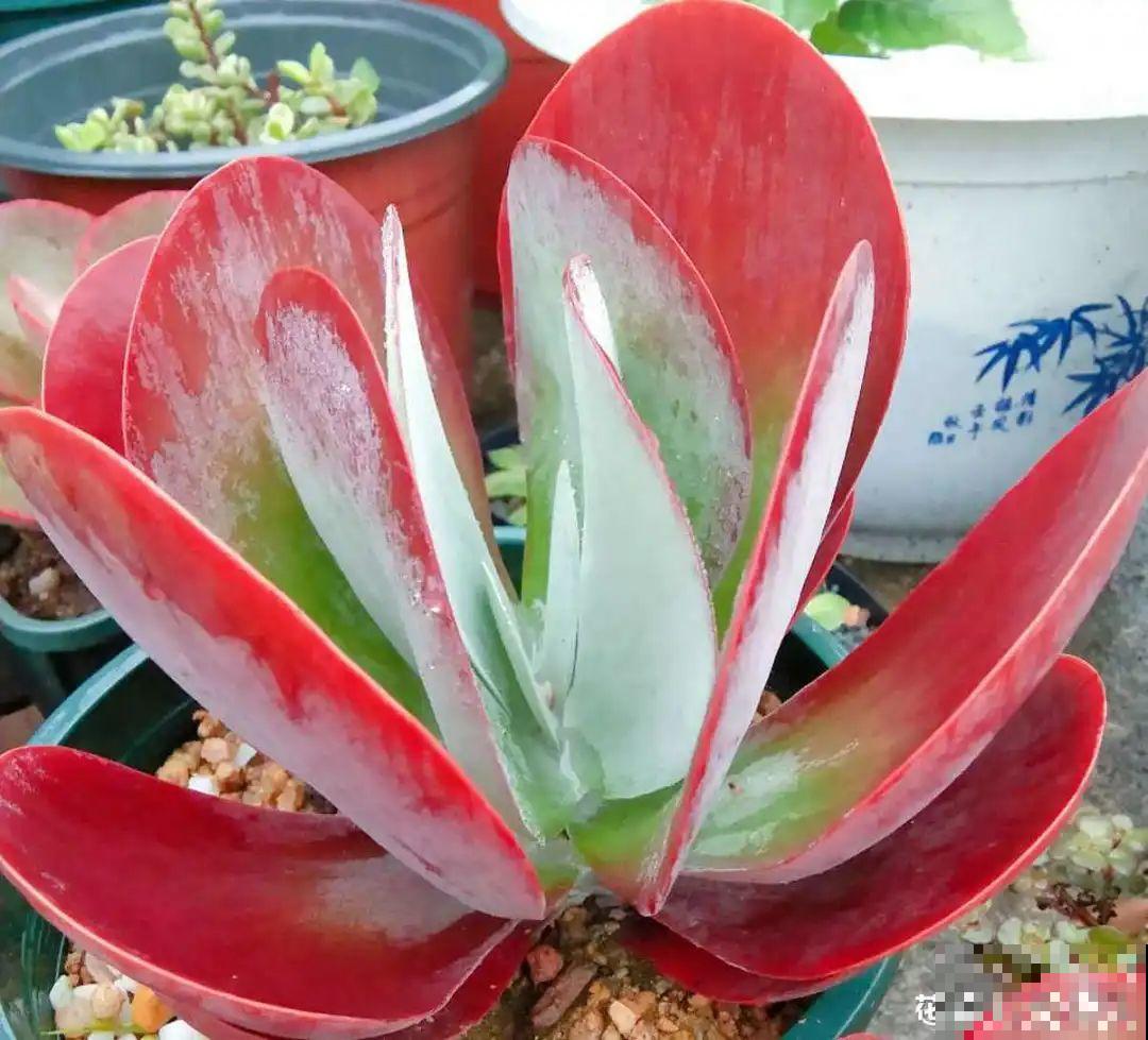 20种花,夏天要休眠,一浇水就死! 20种花,夏天要休眠,一浇水就死!