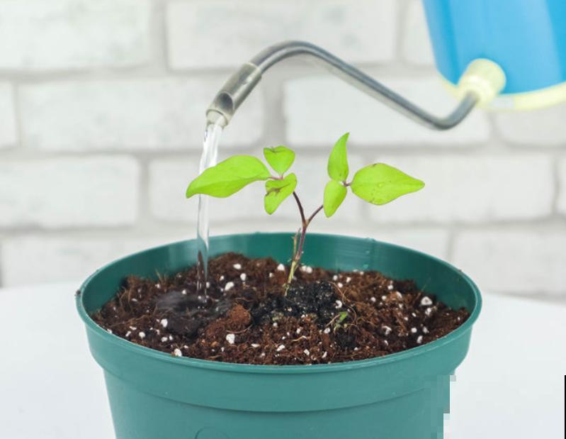 浇花用水不能乱用,水不处理浇花等于白浇! 浇花用水不能乱用,水不处理浇花等于白浇!