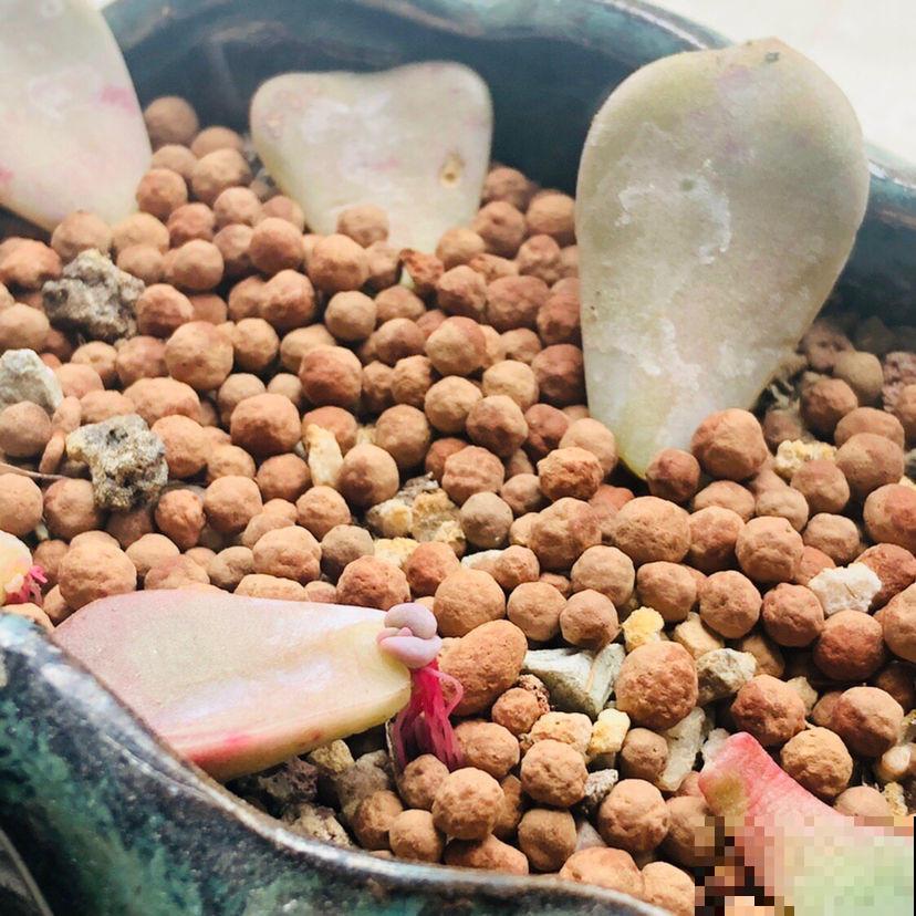 想让多肉叶插百发百中，试试几个技巧，很快就成活！
