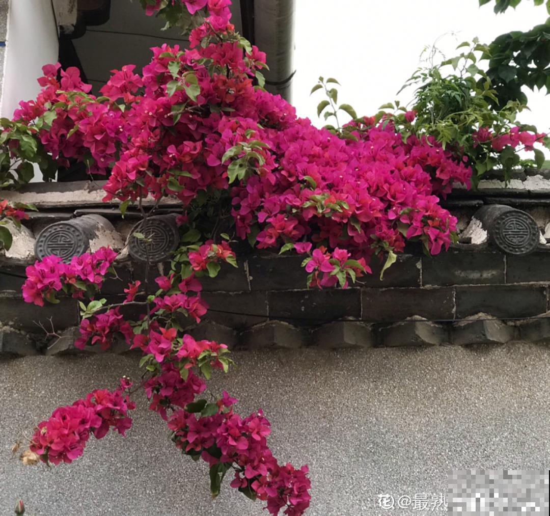 叶子唰啦全剪了，竟然冒出满盆花苞，神奇！