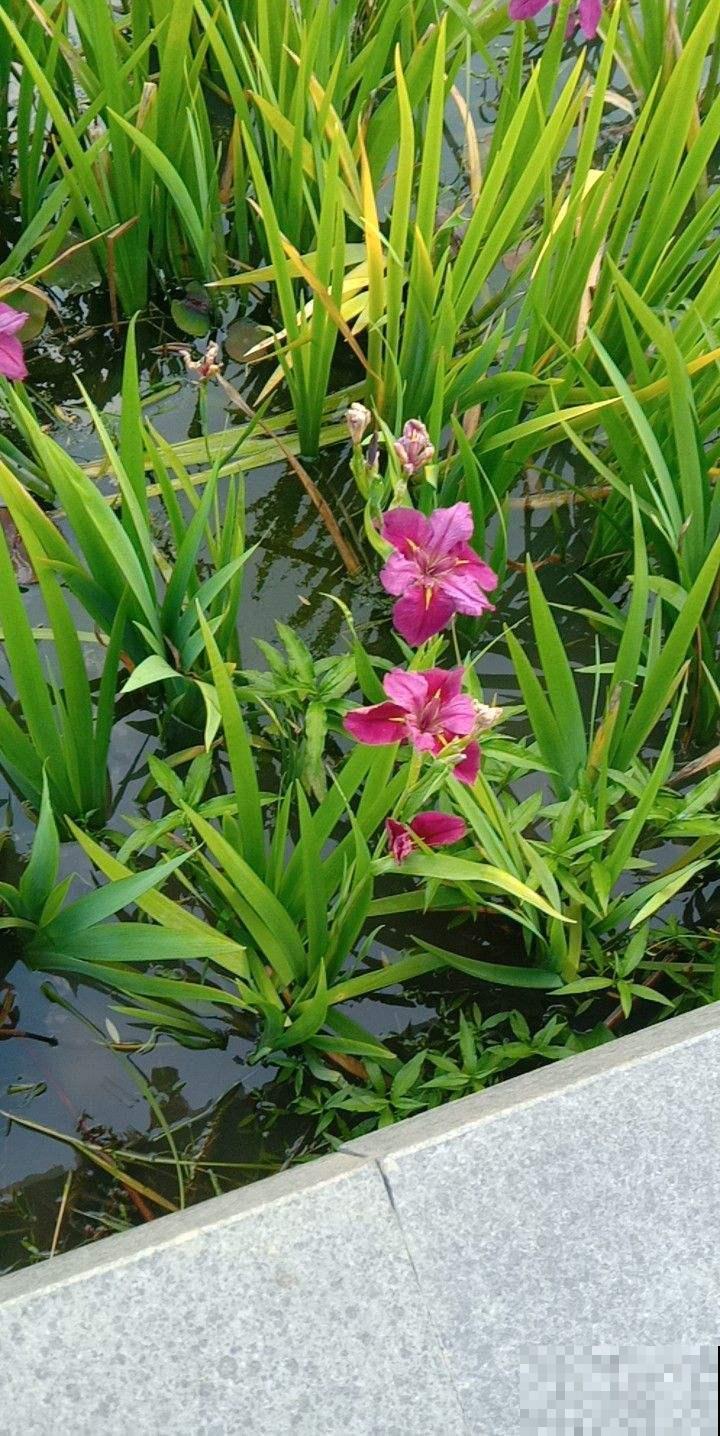 浇水再多也不死的玉蝉花，模样清雅像美人，家养一棵好清新！