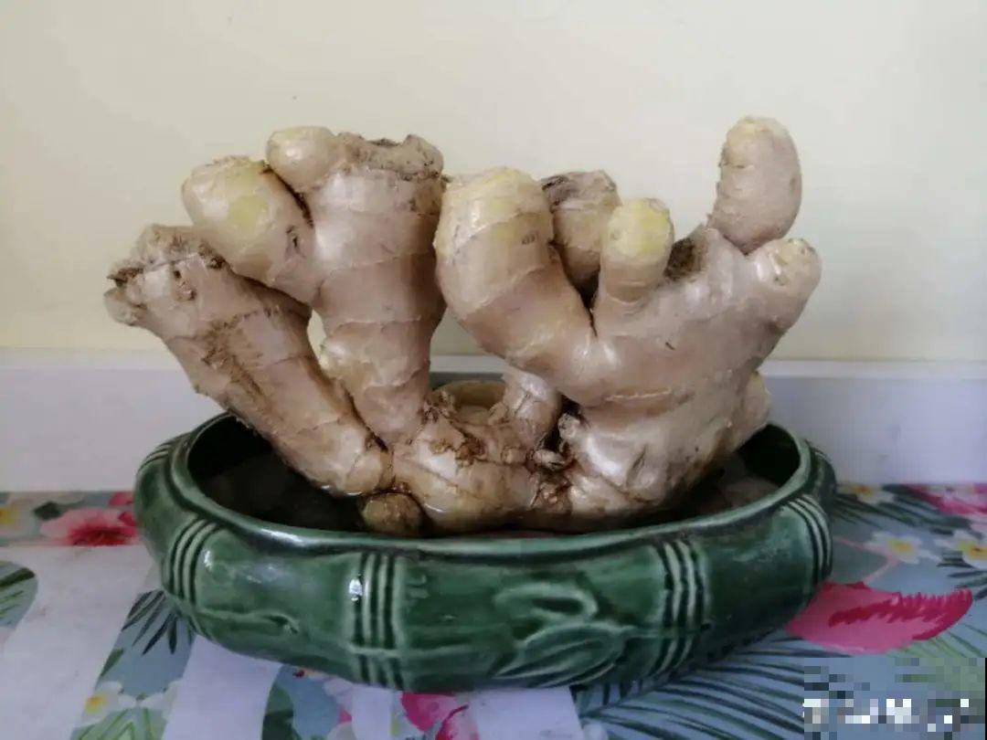 花盆里种点菜,割一茬长一茬,买菜不花钱 花盆里种点菜,割一茬长一茬,买菜不花钱