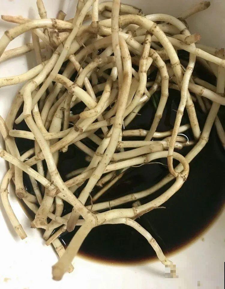 8种花夏天必须养,掐一把炒菜特别香,清热去火不中暑! 8种花夏天必须养,掐一把炒菜特别香,清热去火不中暑!