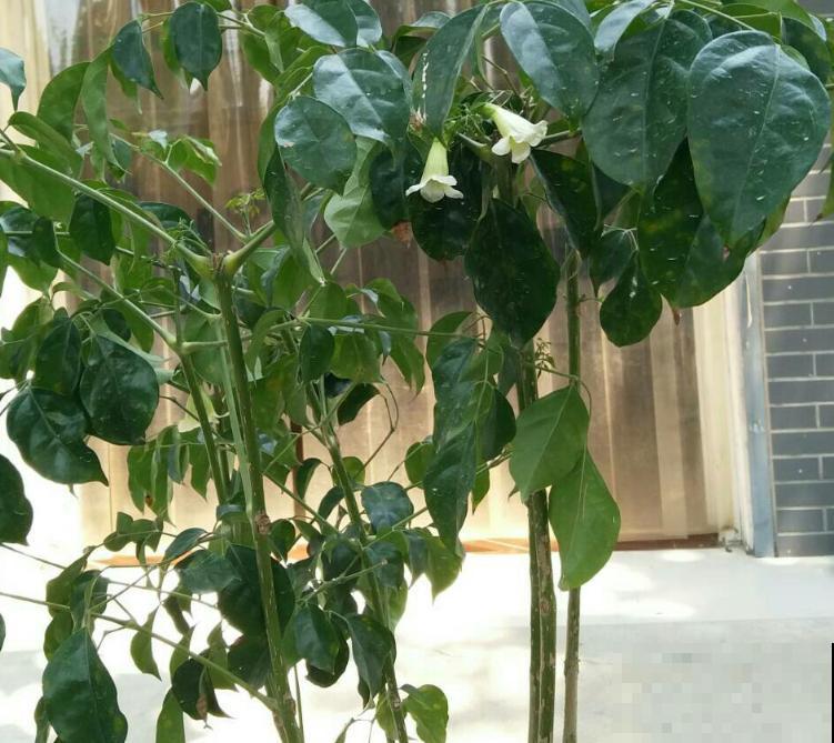 养了10年的幸福树，开花了，太神奇了！