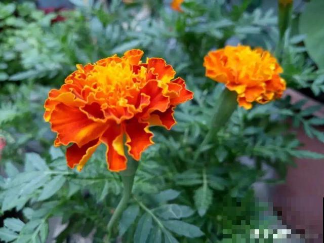 7种花插土里，立马长满院子，蚊虫不敢靠近！