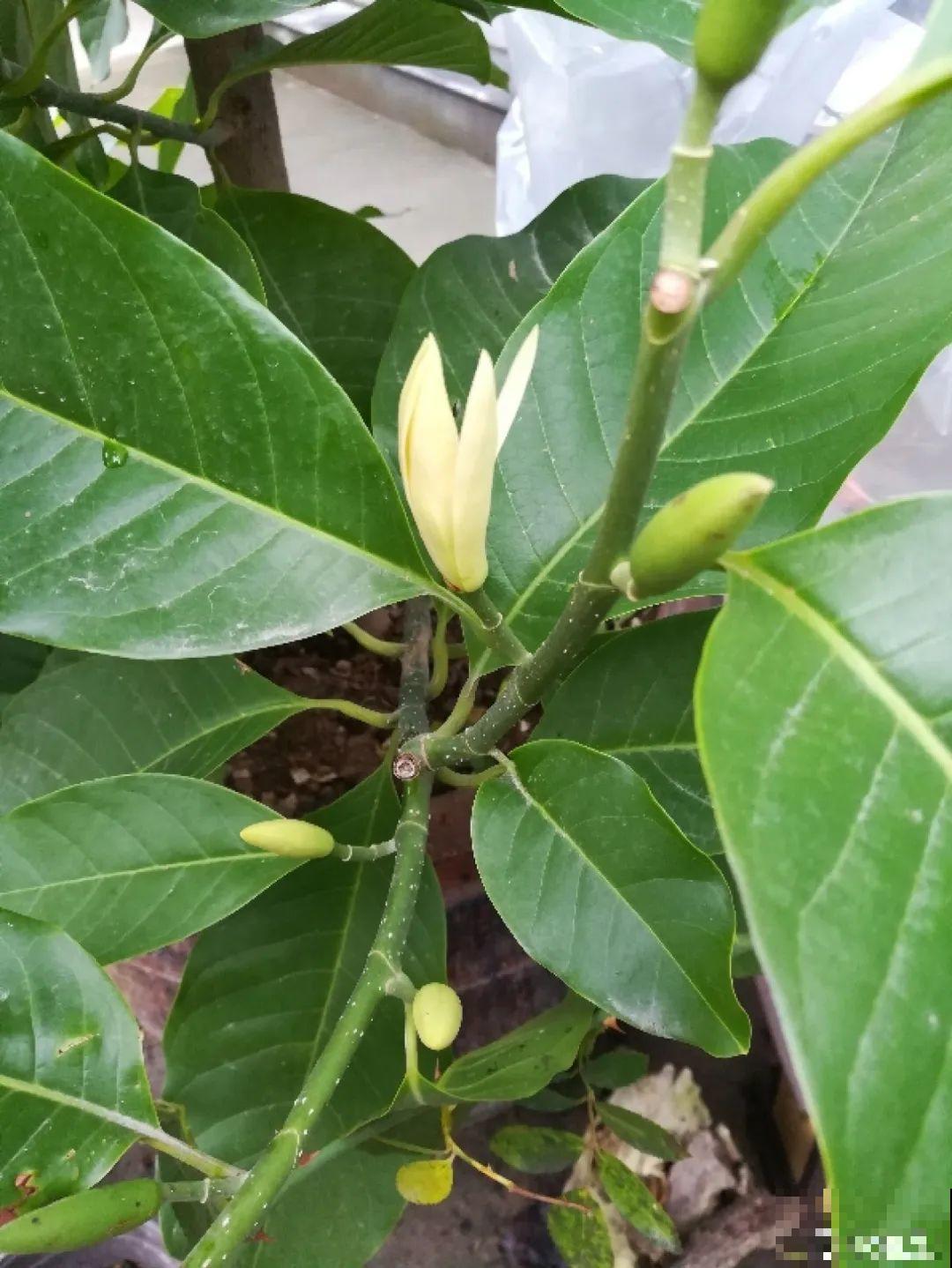 6种花就是磨人精,再也不想养了,累感不爱! 6种花就是磨人精,再也不想养了,累感不爱!