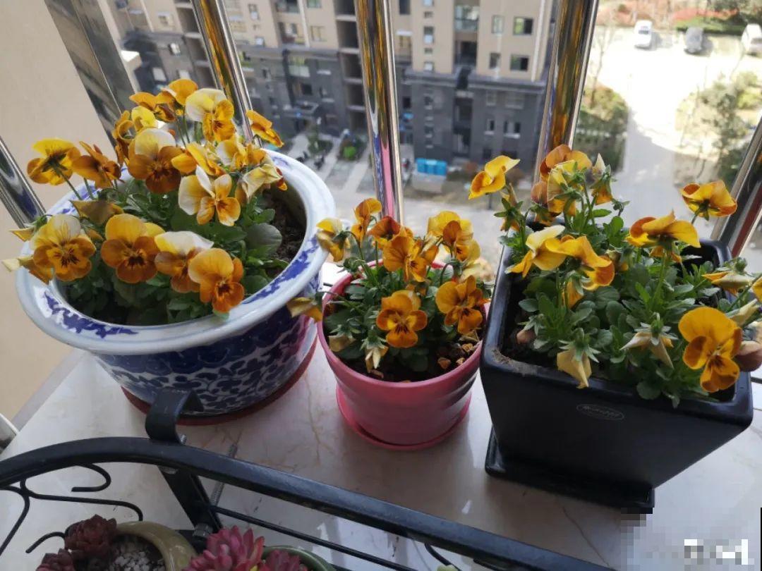 6种花天一热就死,现在别买了,简直浪费钱! 6种花天一热就死,现在别买了,简直浪费钱!