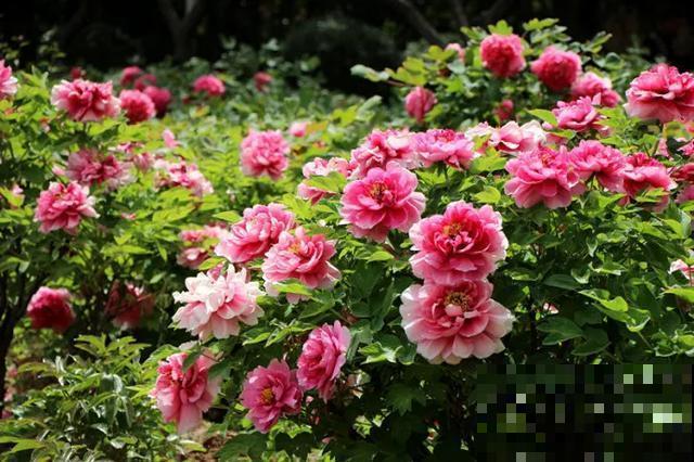 30首与花有关的老歌，满满的回忆，每一首都很经典！