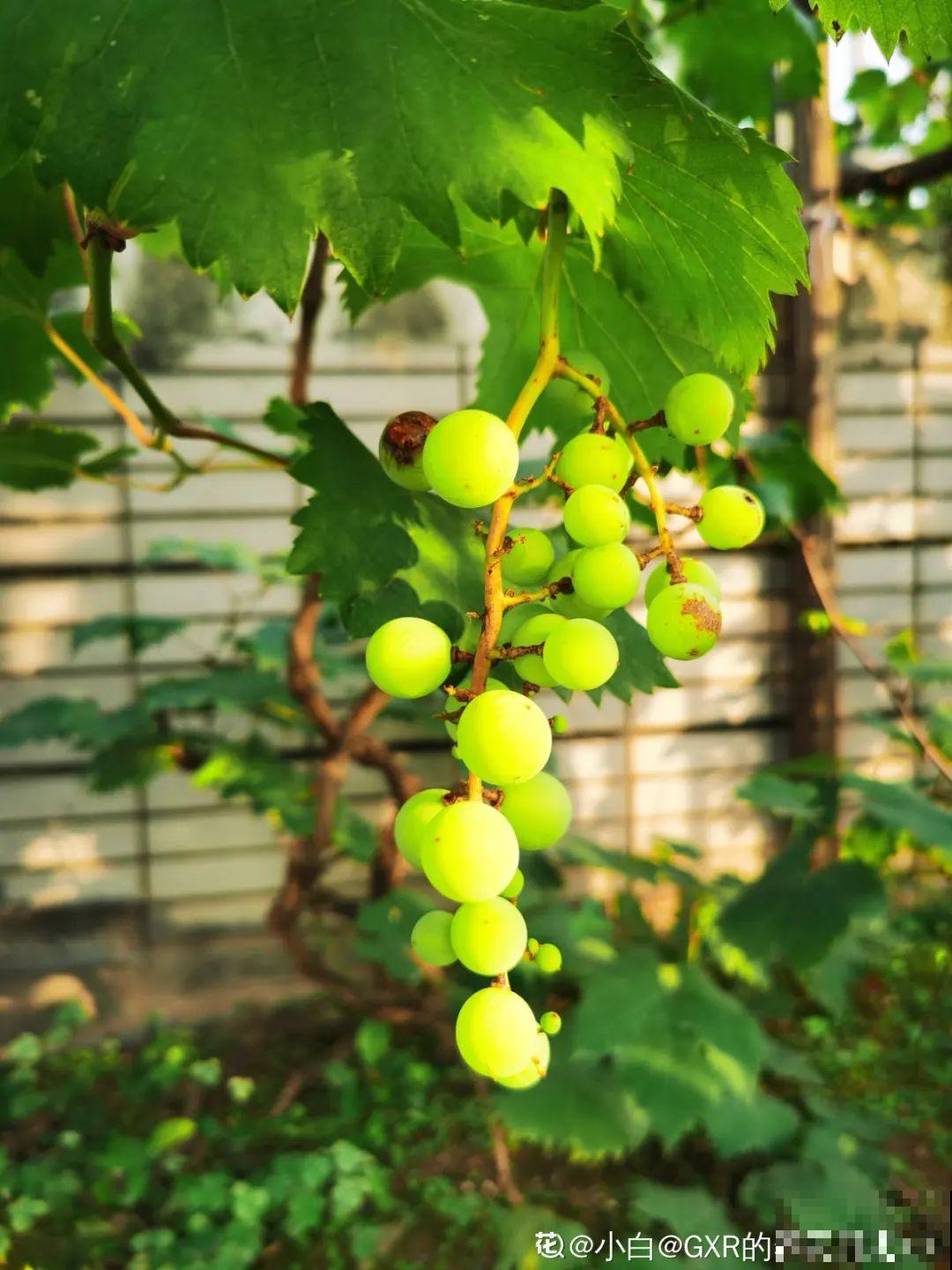 佛手瓜寓意好,家里养一棵,果子挂满枝头 佛手瓜寓意好,家里养一棵,果子挂满枝头