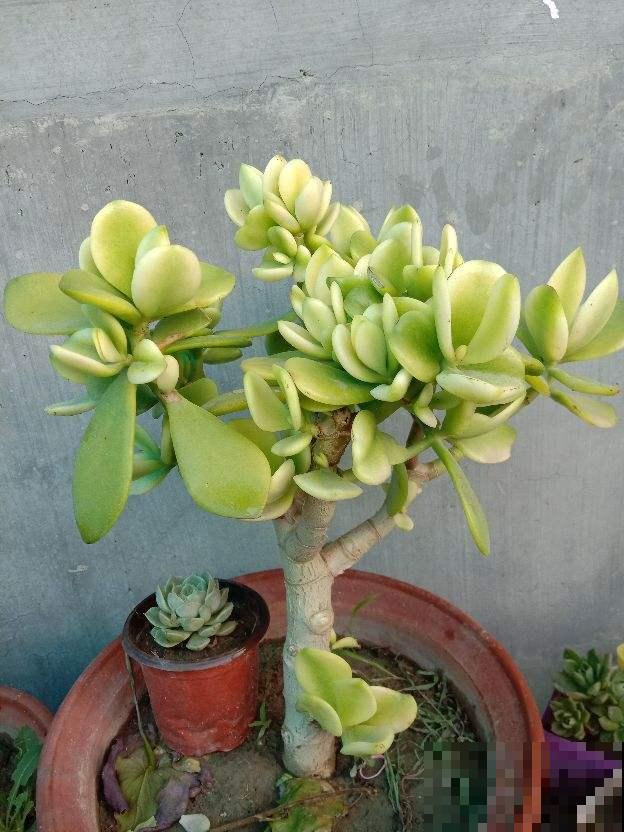 家里这盆花太烦人,掉下叶子就长出新苗,怎么养都养不死 家里这盆花太烦人,掉下叶子就长出新苗,怎么养都养不死