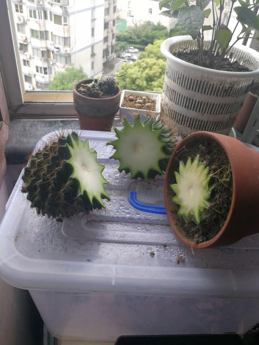 1根绳子扯一下，枝条冒出20个芽，一不小心拉断了！