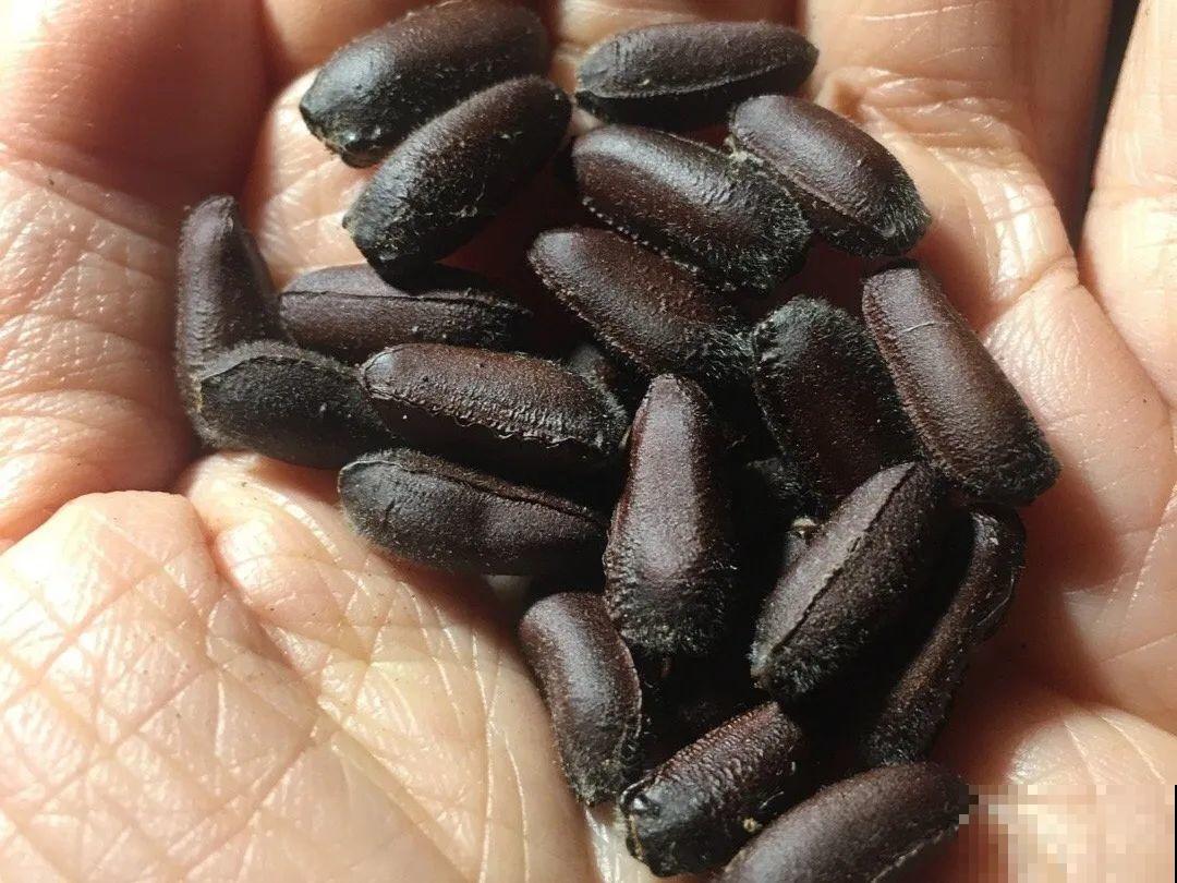 7月出梅，7月入伏，这些花赶紧收拾了！