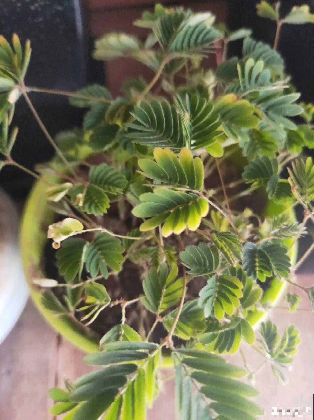 9种花可以预测天气，一开花就说明要下雨了！