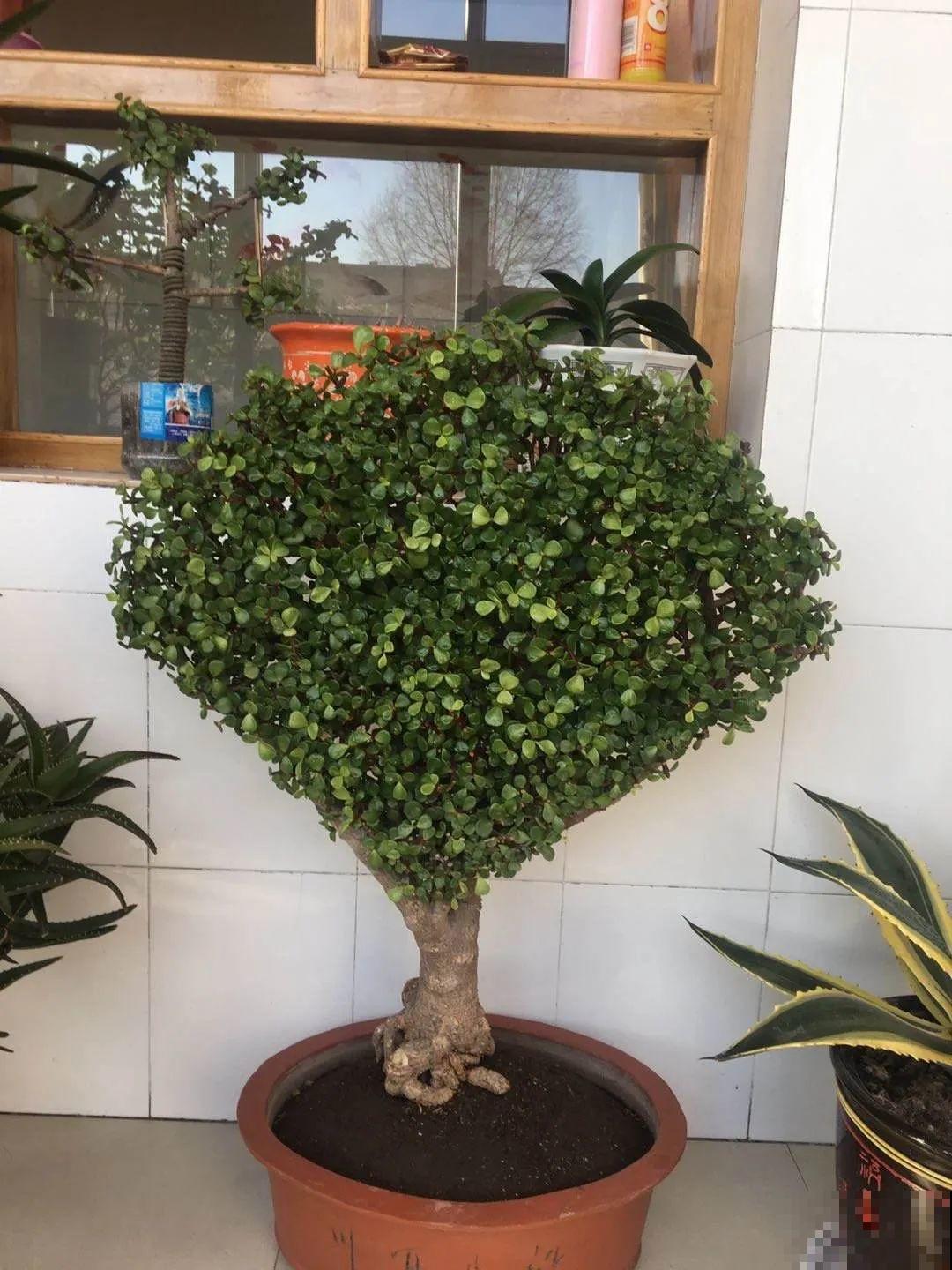 虎皮兰,红掌,吊兰养成老桩,变成大树,真壮观! 虎皮兰,红掌,吊兰养成老桩,变成大树,真壮观!