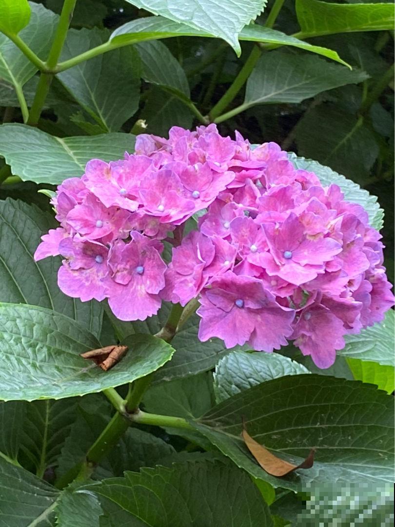 风雨兰爱淋雨，种在大门口，雨后呼呼冒花芽