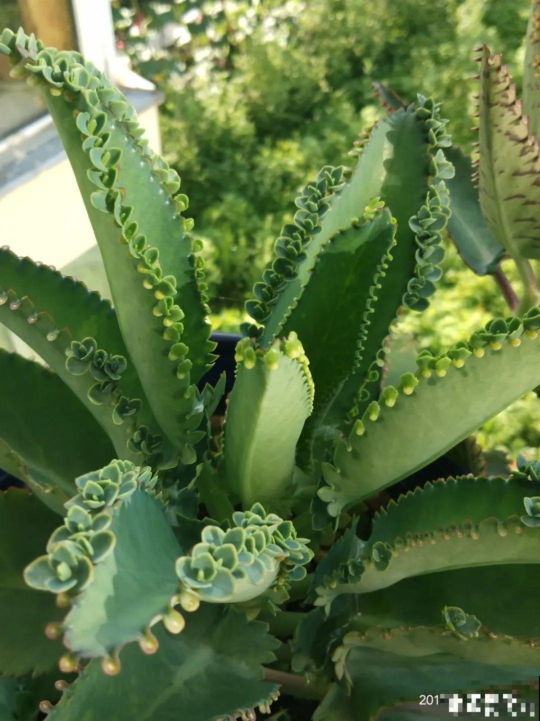 6种花就是磨人精,再也不想养了,累感不爱! 6种花就是磨人精,再也不想养了,累感不爱!