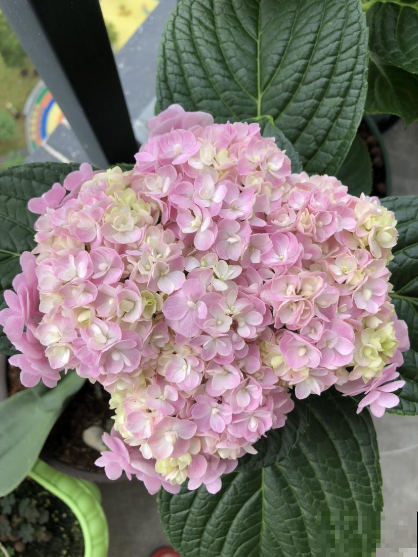 端午之后，君子兰要挪到阴凉地儿，不然叶子又黄又干枯