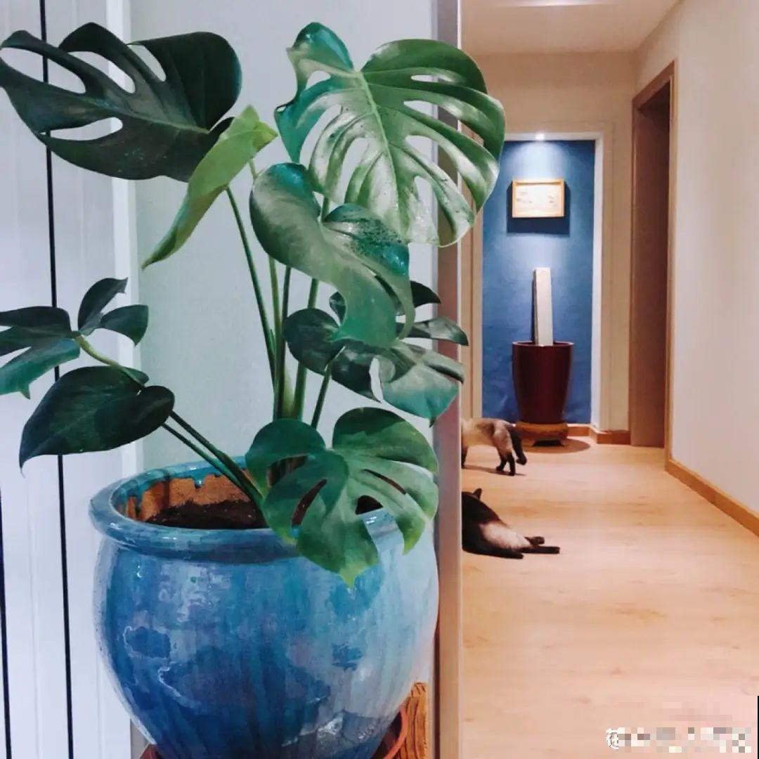 家里养这20种花,呼呼开花,花多得看不见叶 家里养这20种花,呼呼开花,花多得看不见叶