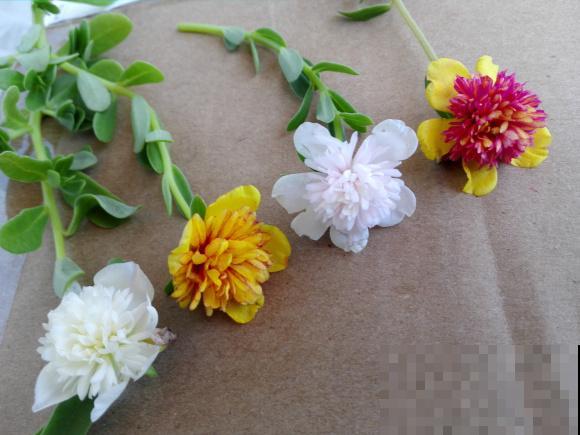 死不了的太阳花，夏天能把盆撑破，20多个品种你都没见过！