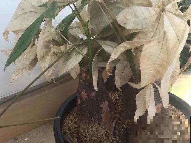 花出现黄叶打蔫，千万别扔，还能救回来！