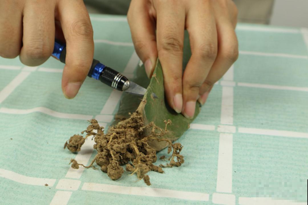 火龙果的叶子长得眼熟，仔细一看竟是蟹爪兰，还能接出甜果子！