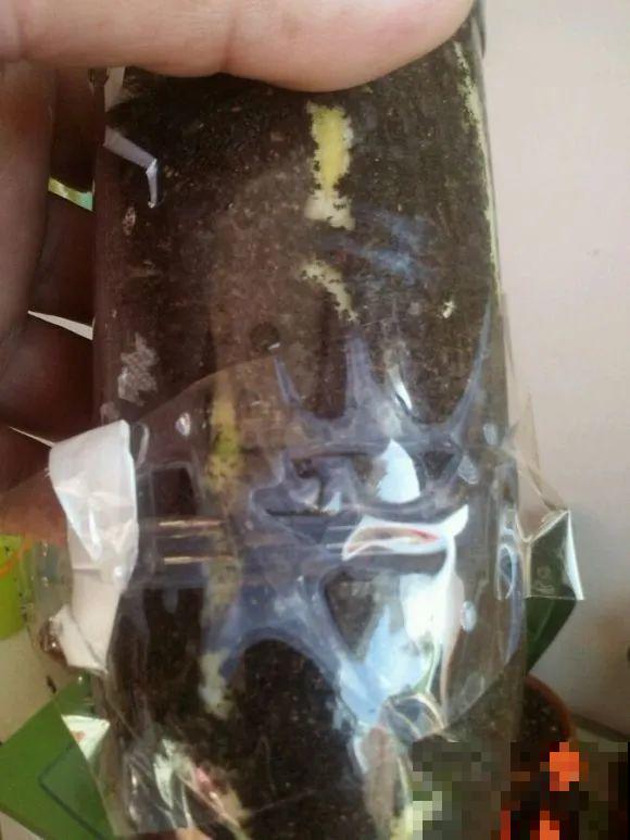 虎皮兰,红掌,吊兰养成老桩,变成大树,真壮观! 虎皮兰,红掌,吊兰养成老桩,变成大树,真壮观!
