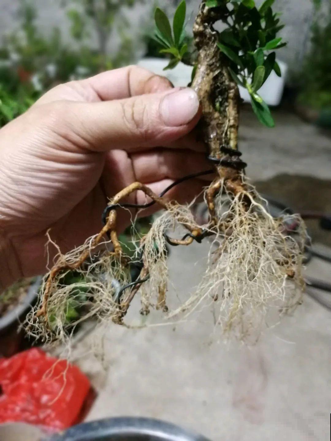 吊兰就用小盆养，根系拽一拽，立马变老桩！