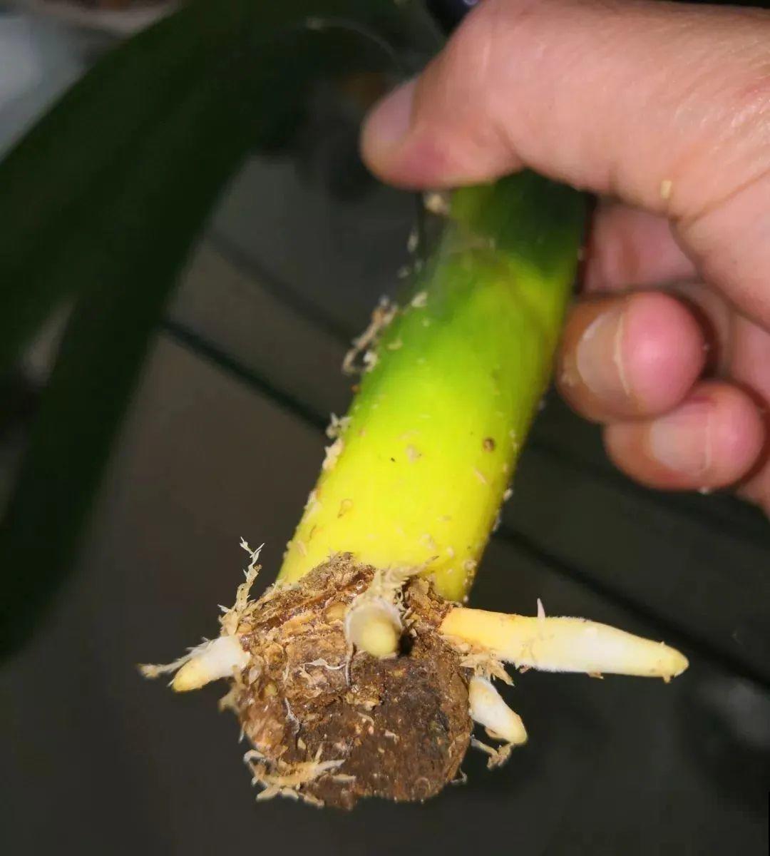 30年的君子兰,长出粗壮大老桩,砍还是不砍? 30年的君子兰,长出粗壮大老桩,砍还是不砍?