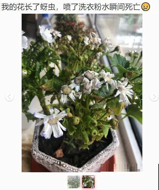 10种水有“毒”,夏天浇花,浇一盆死一盆! 10种水有“毒”,夏天浇花,浇一盆死一盆!