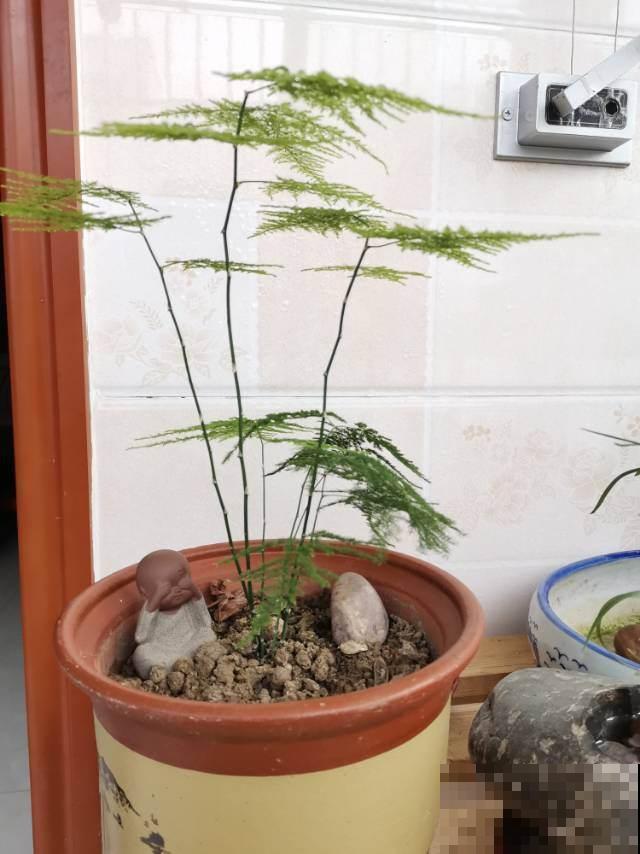 文竹一到夏天就徒长，枝条乱爬太难看，其实矮壮很简单！