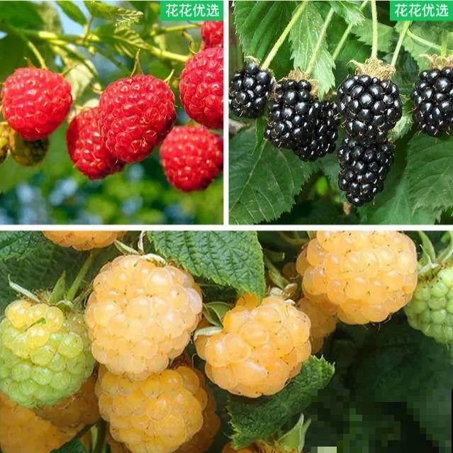 院子里种棵果树，结果又大又多，清凉又解渴