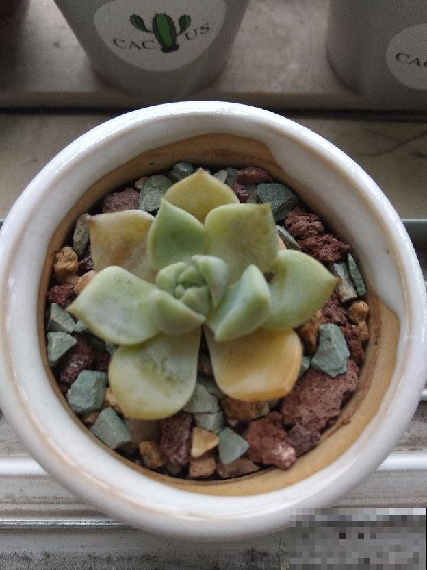 多肉夏天易出问题,注意这几点,安心度夏无压力 多肉夏天易出问题,注意这几点,安心度夏无压力