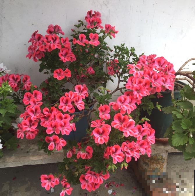 天竺葵度夏难，记住少浇水，否则3天死翘翘！