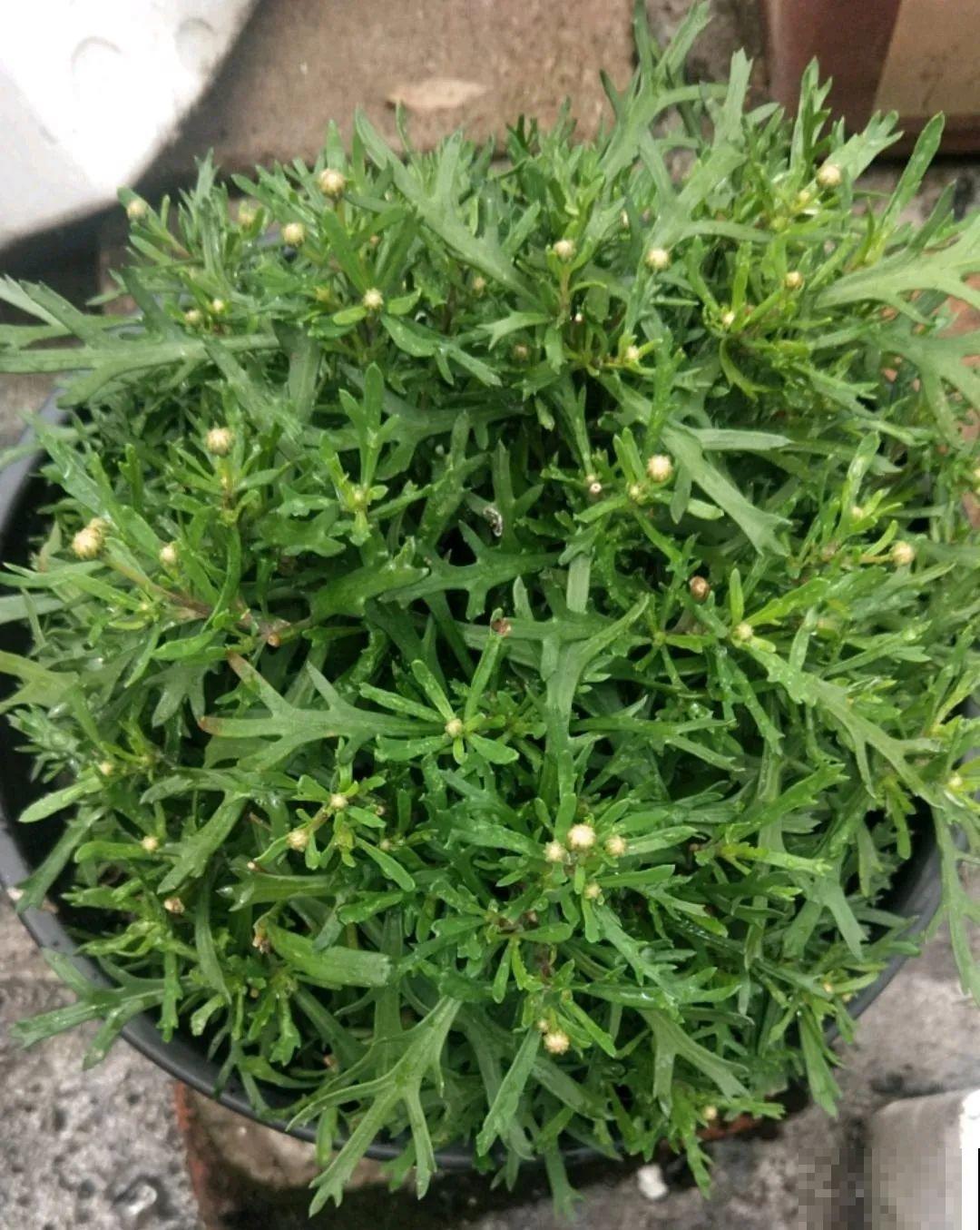 修剪时间到了，有这花赶紧剪，剪完很快又开花！