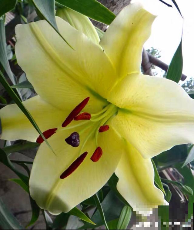 百合花品种那么多,这些中国原生百合,你见过几种? 百合花品种那么多,这些中国原生百合,你见过几种?