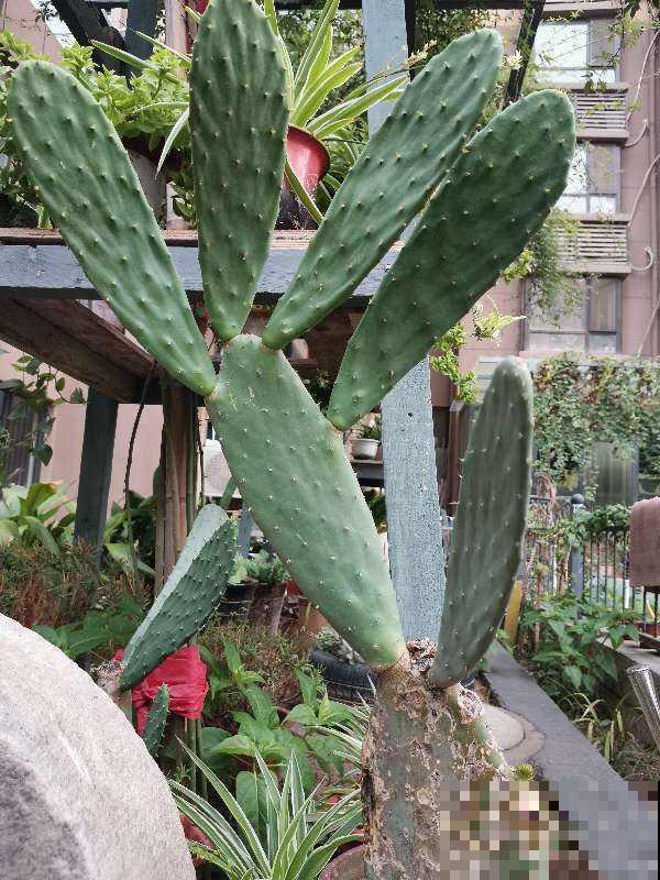 扎手的仙人掌，身上长满硬刺，这些刺有大作用