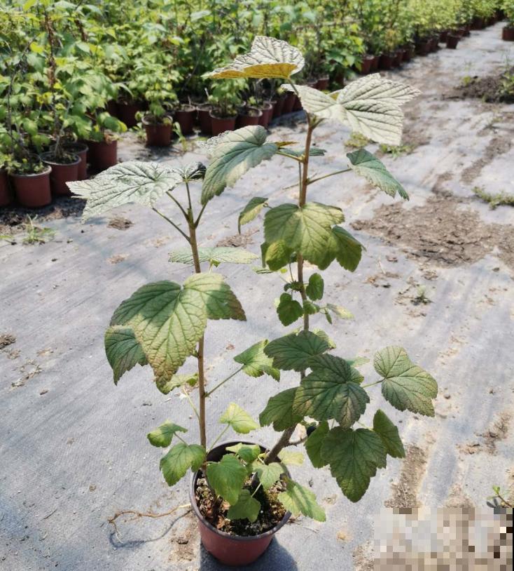 院子里种棵果树，结果又大又多，清凉又解渴