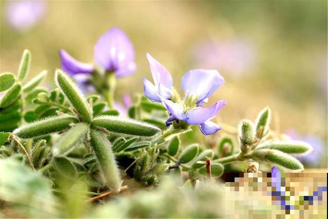 野草名叫米口袋,据说饥荒年代靠它活命,现在喂猪膘大肉肥! 野草名叫米口袋,据说饥荒年代靠它活命,现在喂猪膘大肉肥!