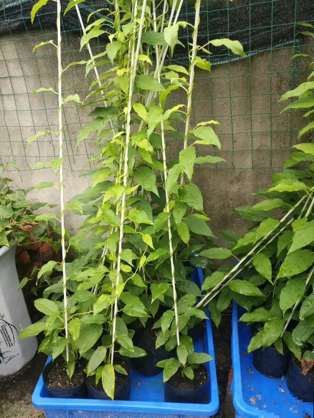 6种果树，最适合在家里养，一次结果20斤！