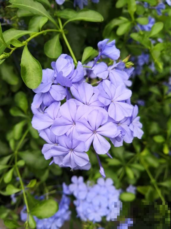 6种残花枝条，抓紧时间剪下来，趁热扦插好成活