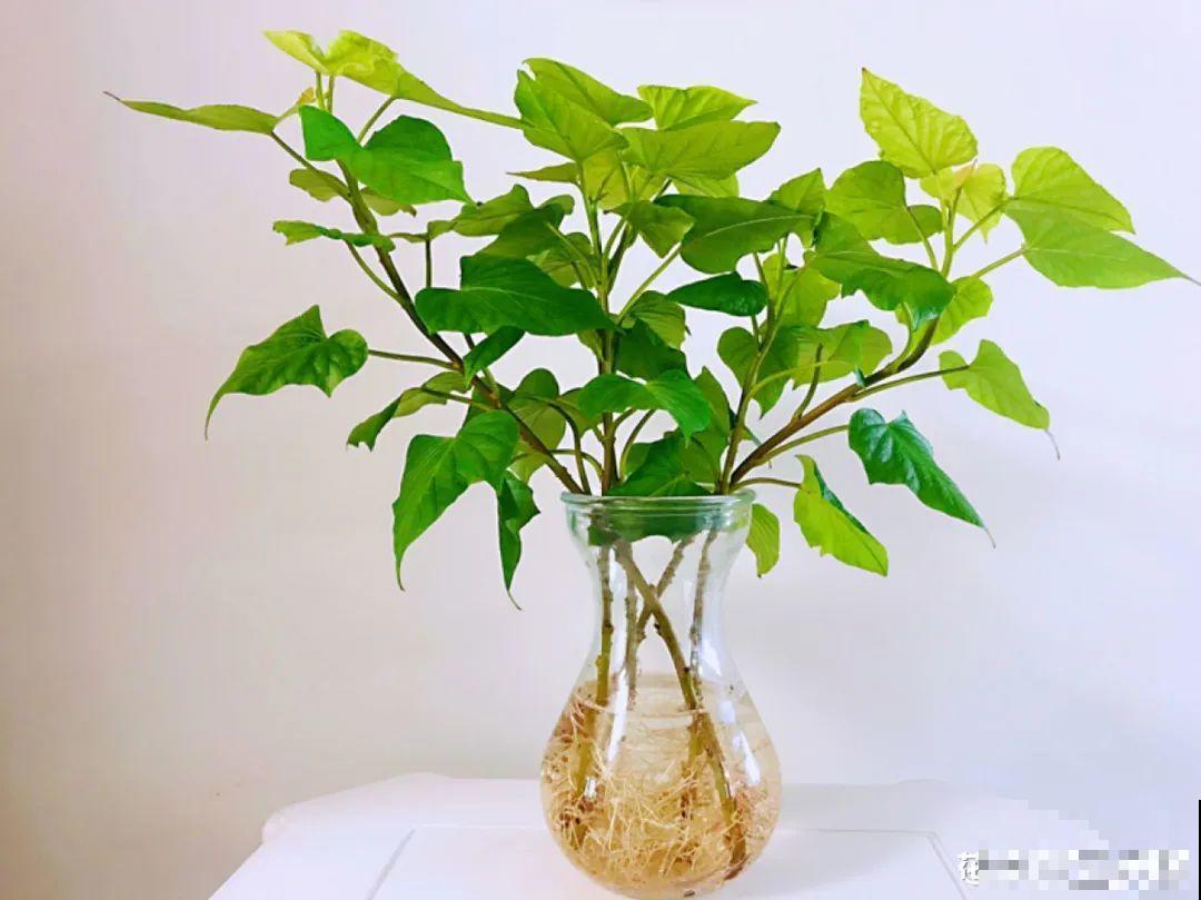 夏天水培植物,一杯水就够了,越养越爆盆 夏天水培植物,一杯水就够了,越养越爆盆