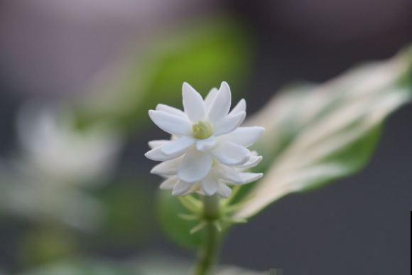 清香好闻的茉莉花,原来有这么多品种,长见识了! 清香好闻的茉莉花,原来有这么多品种,长见识了!