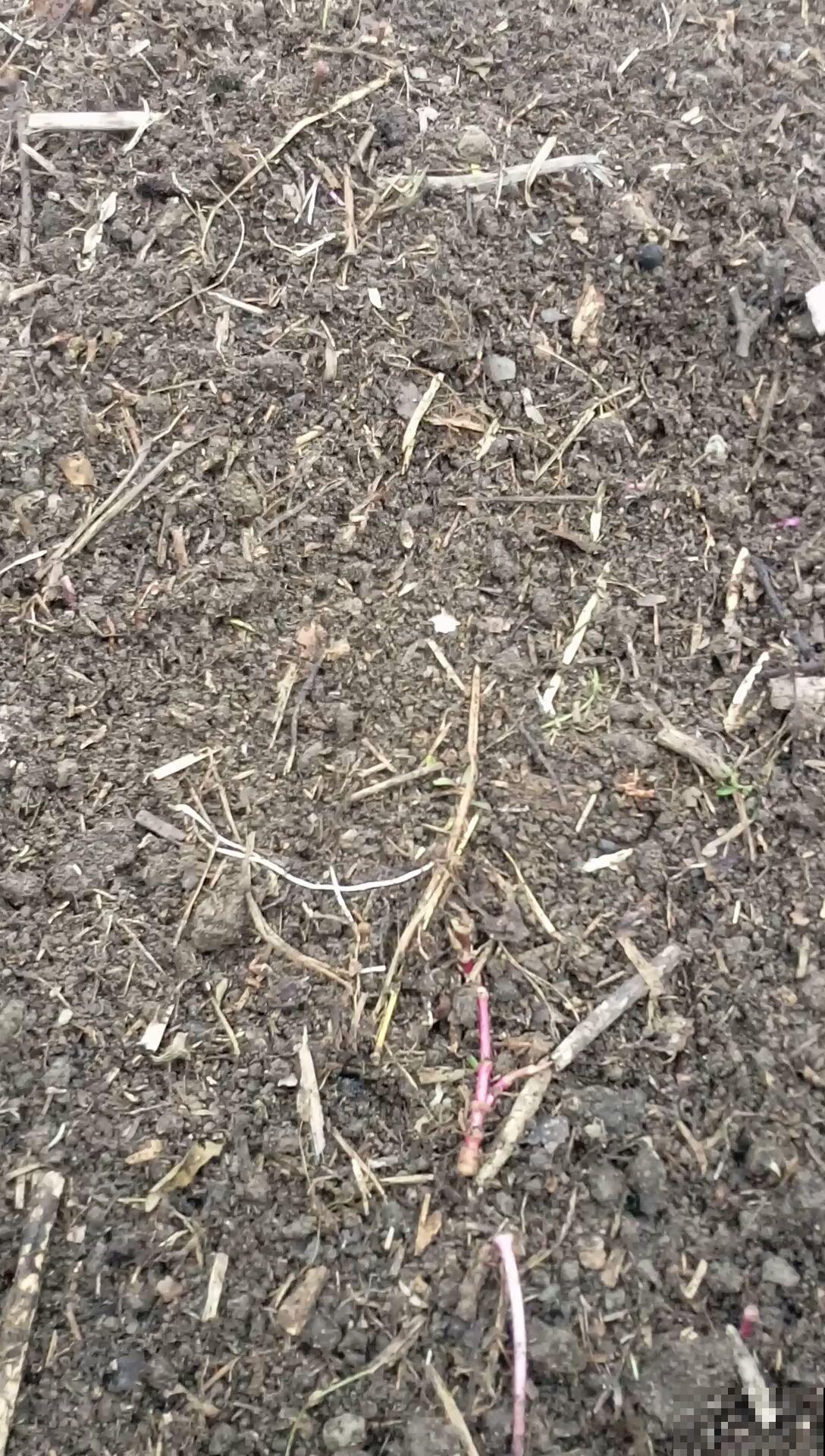 养花人见到路边4种东西，两眼放光，捡回家就是养花宝贝